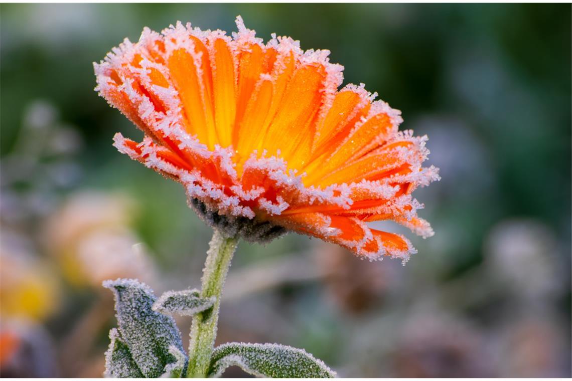 Wann kommt der erste Frost? - So kalt wird der Monatswechsel Zum Start in den Oktober wird es in Deutschland deutlich kälter. Wo Bodenfrost und sogar Schnee drohen und welche Regionen verschont bleiben.