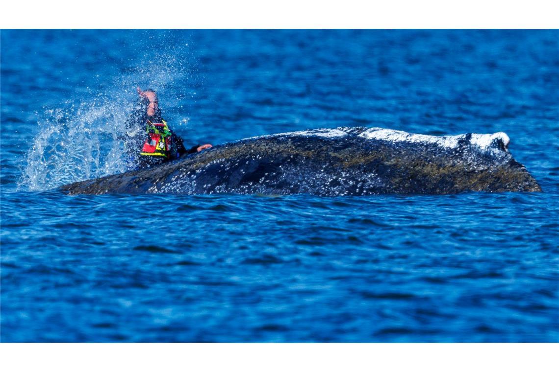 Neue Aktion am Buckelwal – Team kämpft mit Ausfällen