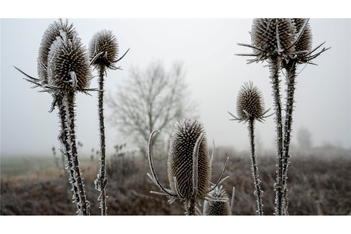 "Zunehmend winterlich kalt", lautet die Vorhersage des Deutschen Wetterdiensts (DWD) für die nächsten Tage.