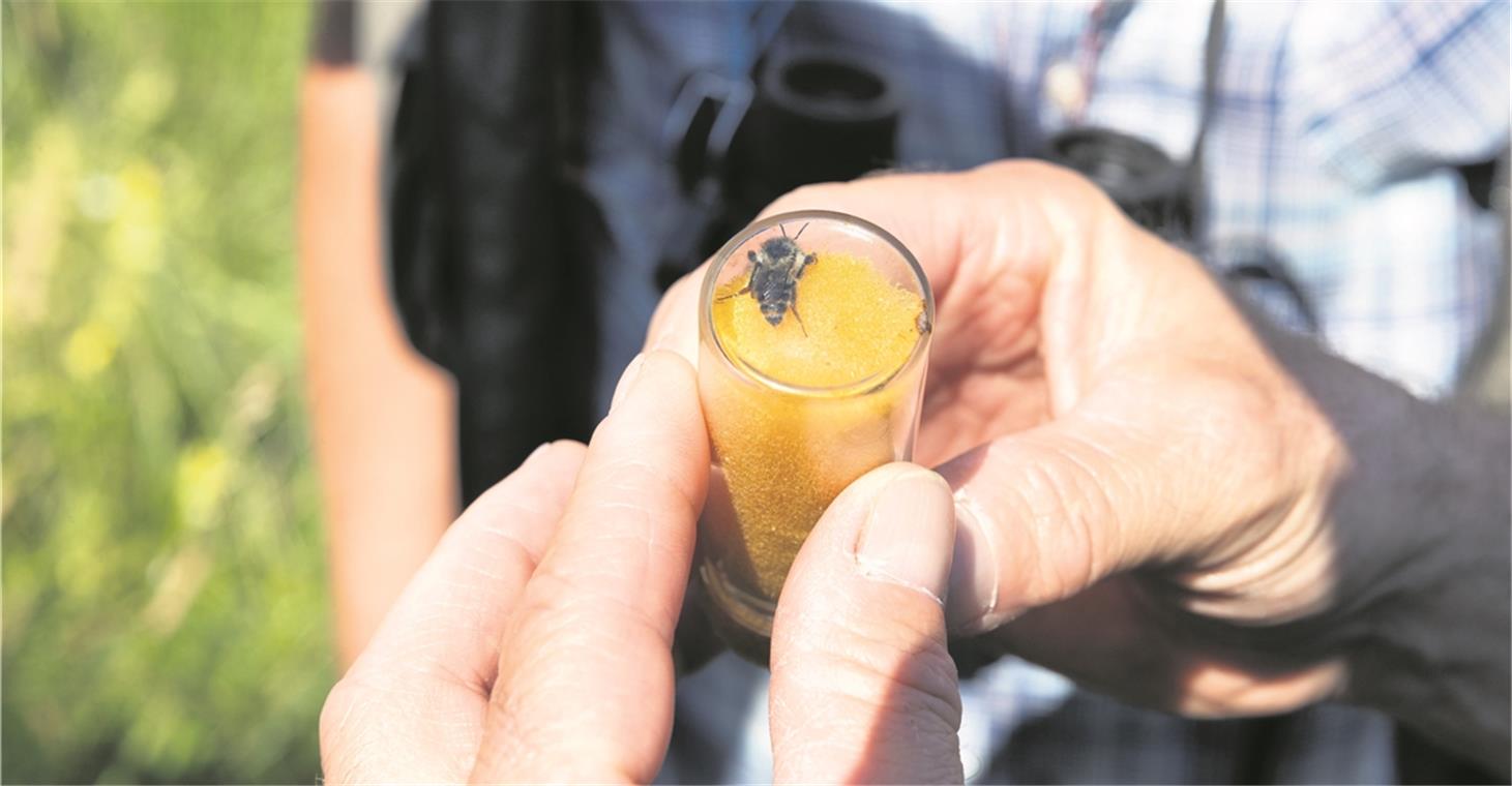 Zur Bestimmung fängt Prosi die Wildbiene für kurze Zeit in einem Glas.