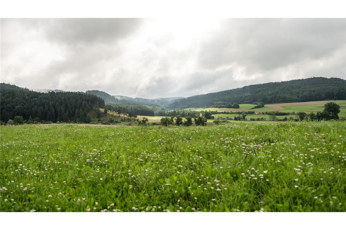 Tschüss Grau: Sonnigeres Wetter zur Wochenmitte Zur Wochenmitte hat das verregnete Wetter voraussichtlich ein Ende.
