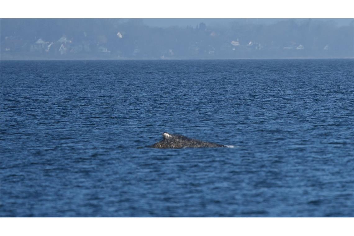Zurück im Wasser: Buckelwal schwimmt vor Niendorf wieder frei in der Ostsee