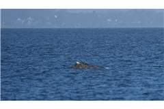Zurück im Wasser: Buckelwal schwimmt vor Niendorf wieder frei in der Ostsee