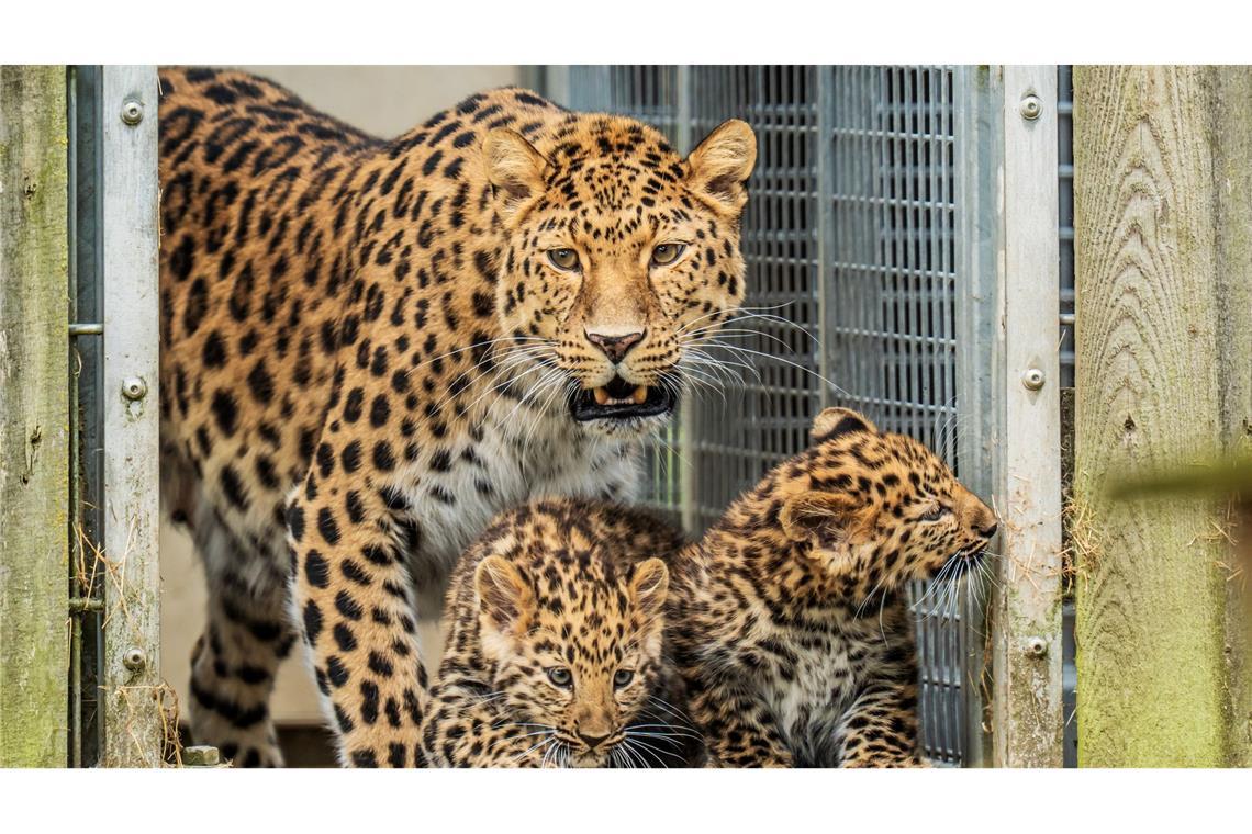 Bilder des Tages Zwei Amurleoparden-Welpen, die noch keinen Namen haben, machen neben ihrer Mutter Kristen ihre ersten Schritte in ihrem Junior-Reservat im Yorkshire Wildlife Park.
