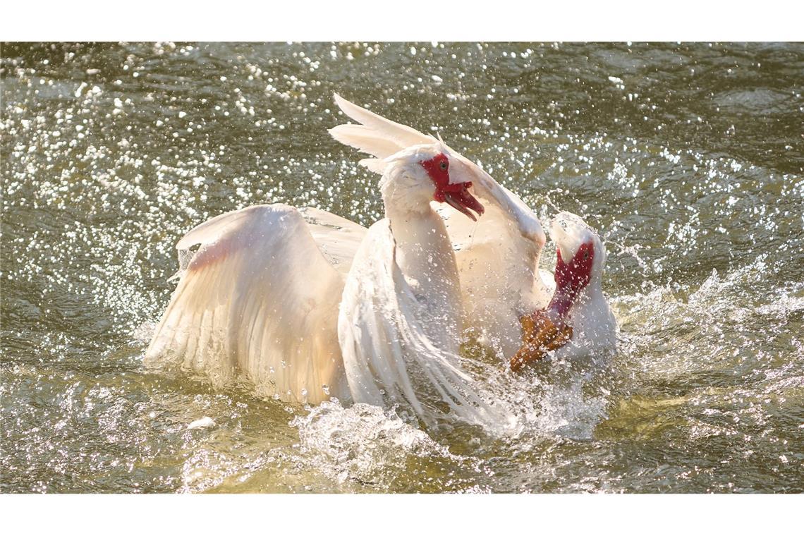 Bilder des Tages Zwei Gänse streiten sich auf der Lahn.