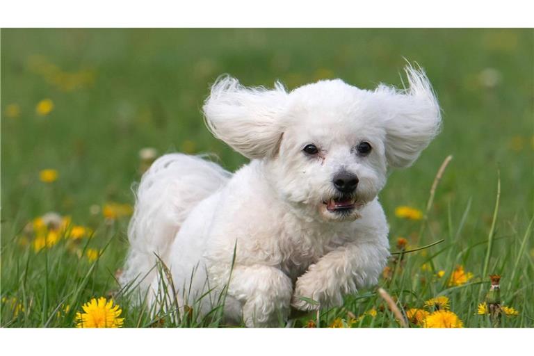 Zwei Hunde wie diesen haben Täter aus der Schweiz entführt.