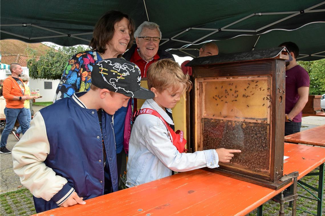 Bienenfest in Fornsbach zieht viele Besucher an Zwei Jungen werfen einen interessierten Blick in den Bienenschaukasten. Foto: Elisabeth Klaper