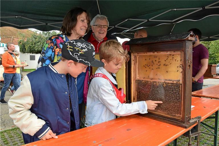 Zwei Jungen werfen einen interessierten Blick in den Bienenschaukasten. Foto: Elisabeth Klaper 