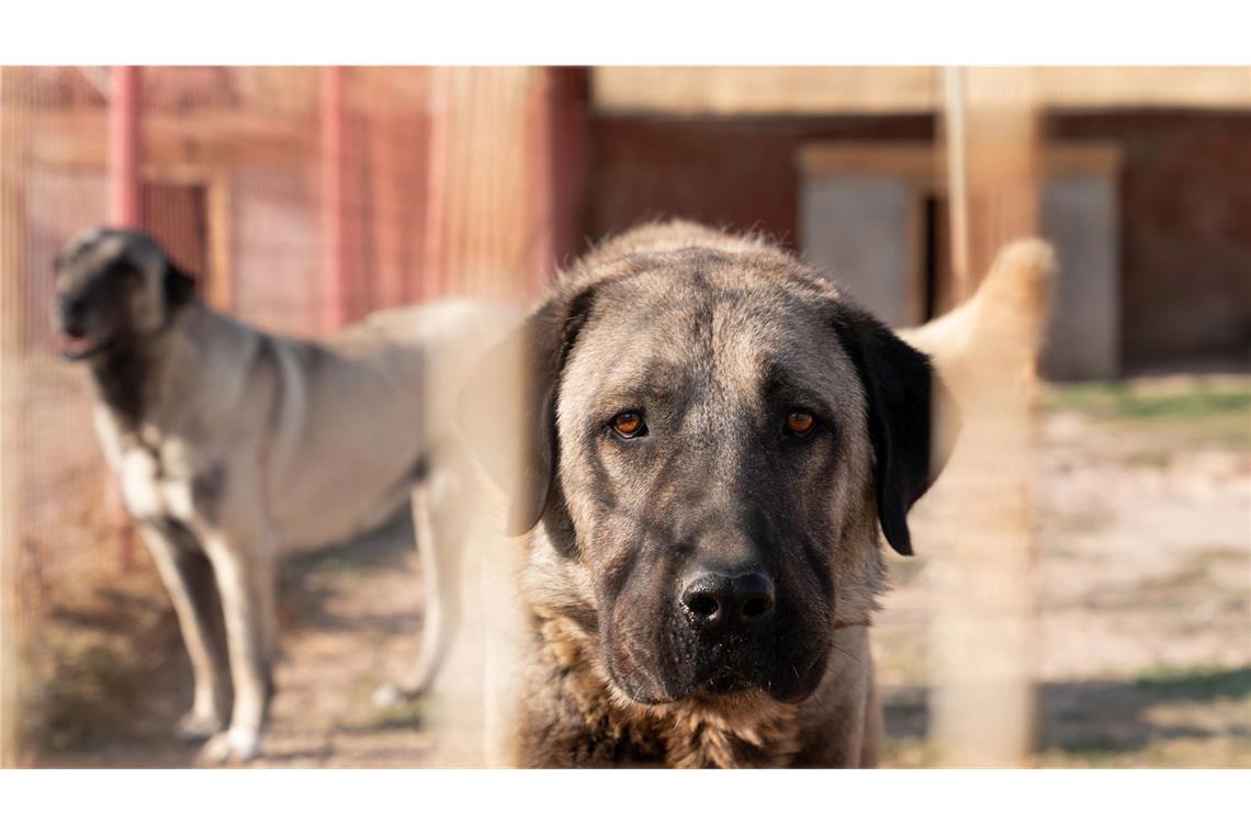 Zwei Kangal-Hirtenhunde hatten den Spaziergänger und seinen Hund angegriffen. (Symbolbild)