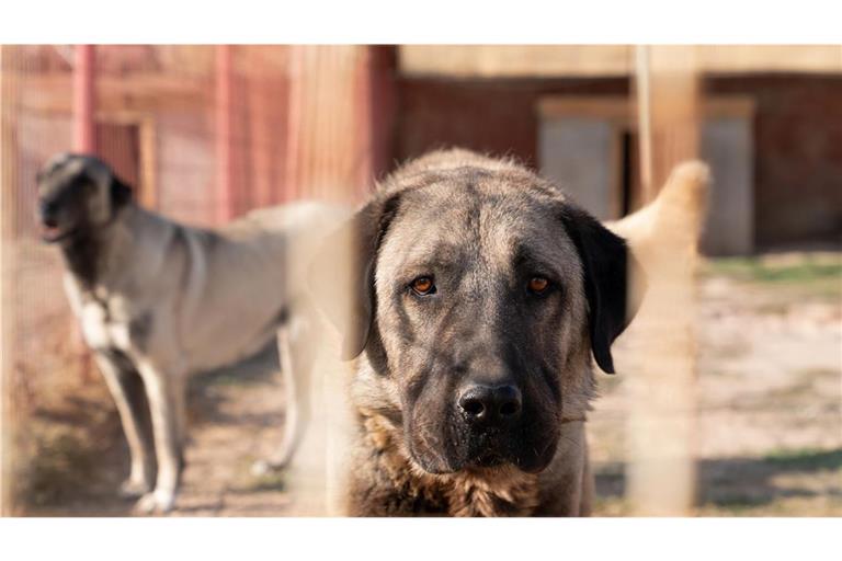 Zwei Kangal-Hirtenhunde hatten den Spaziergänger und seinen Hund angegriffen. (Symbolbild)