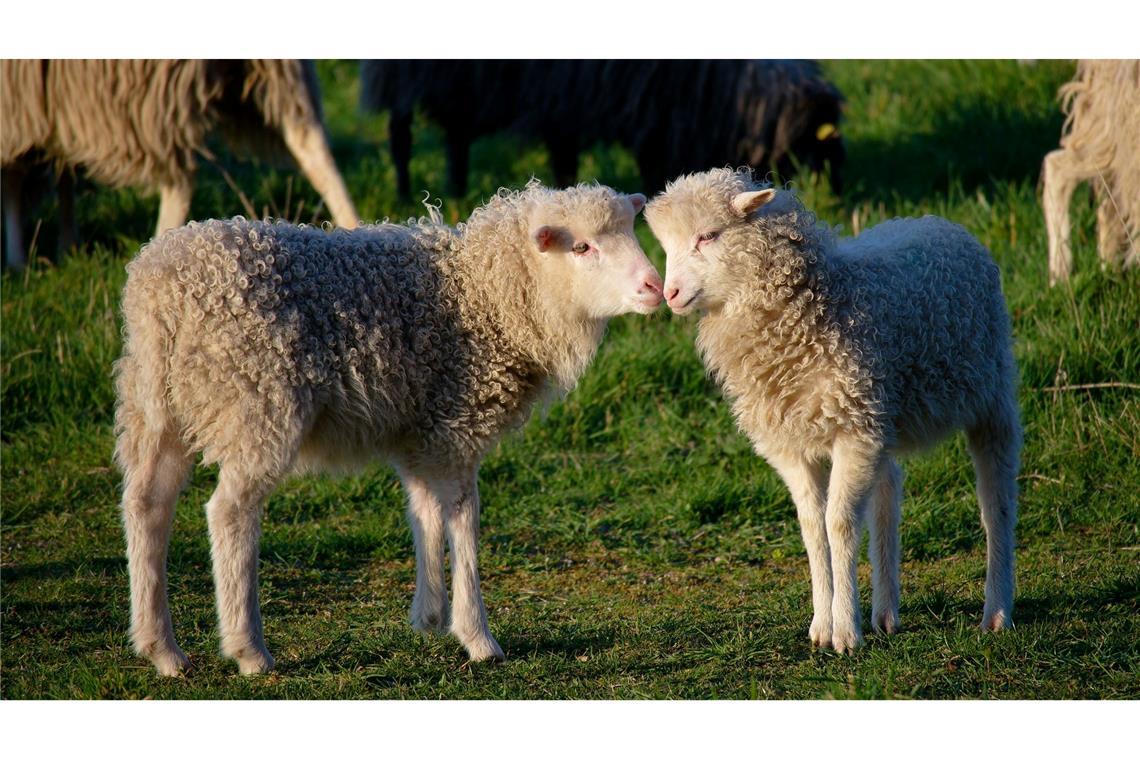 Zwei kleine Lämmer stehen bei Sonnenschein auf einer Wiese in Köln.