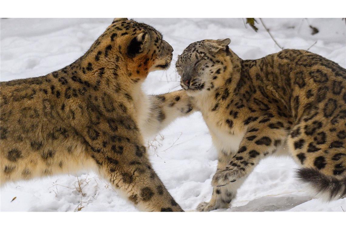 Zwei Schneeleoparden tollen im Magdeburger Zoo in ihrem verschneiten Freigehege miteinander.