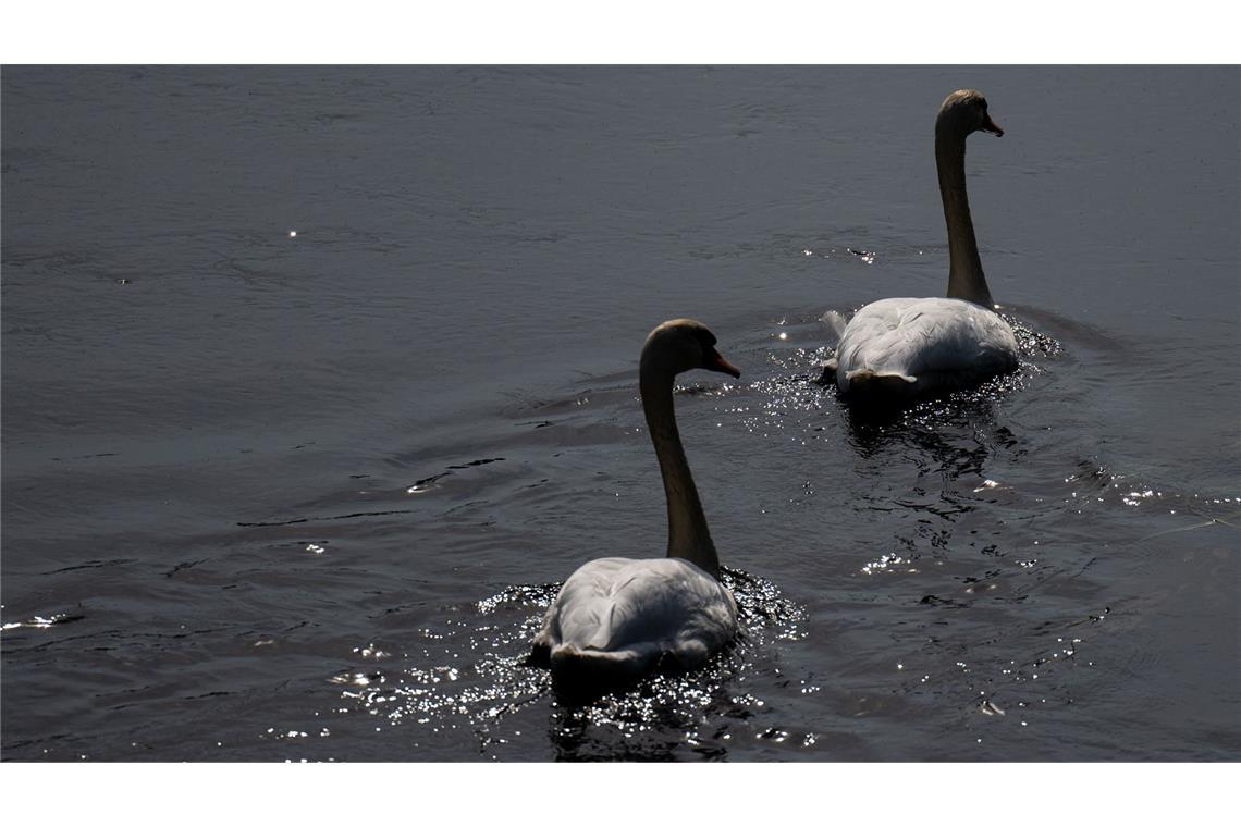 Zwei Schwäne wurden gerettet.