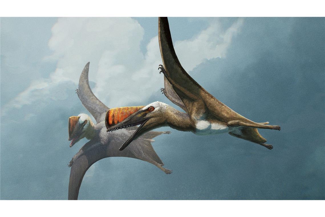 200 Millionen Jahre alter bayerischer Flugsaurier entdeckt Zwei Skiphosoura bavarica im Flug: Flugsaurier waren Giganten der Lüfte.