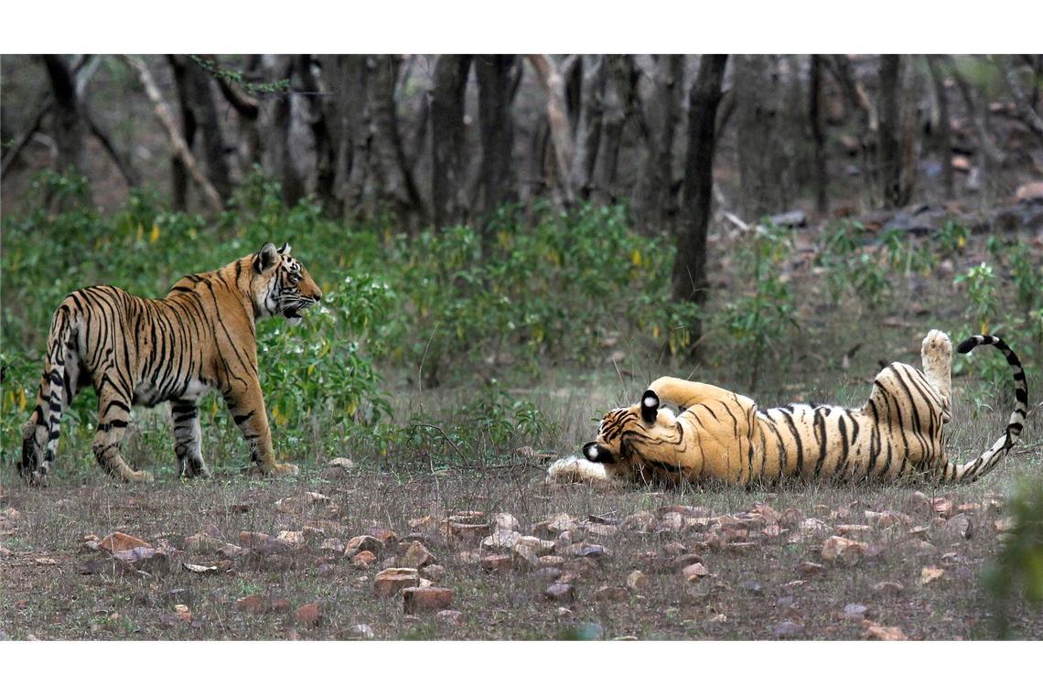 Größere Tigerpopulation in Indien dank Schutzmaßnahmen Zwei Tiger im Ranthambore-Nationalpark in Indien. (Foto Archiv)