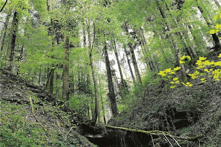 Zwei Veranstaltungen befassen sich mit dem Wald – zum einen mit den klimatischen Veränderungen, zum anderen in Bezug auf seine Geschichte. Foto: J. Fiedler
