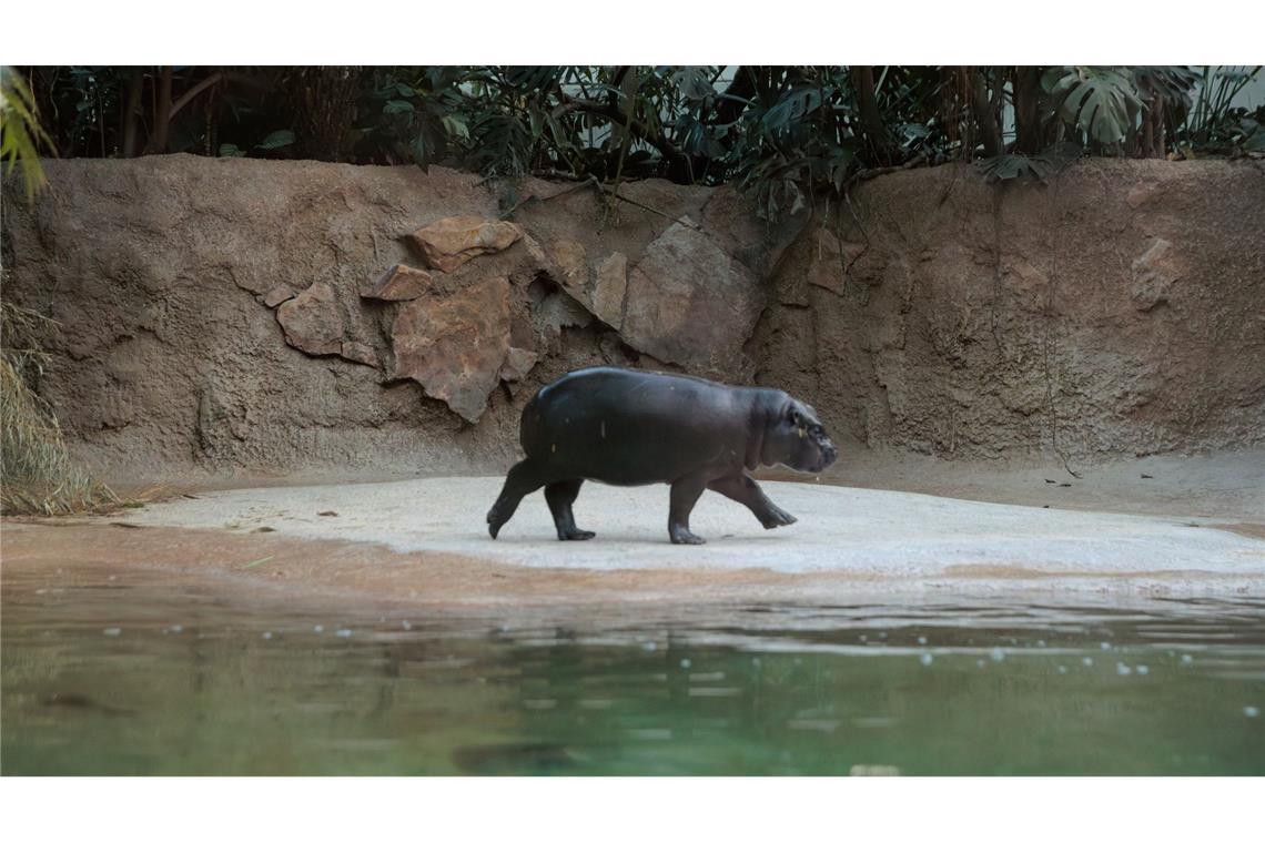 Neuer Tierpfleger von Mini-Hippo Toni wird um Job beneidet Zwergflusspferde sind gar nicht so schleimig, wie man denkt, sagt Tonis neuer Tiepfleger.