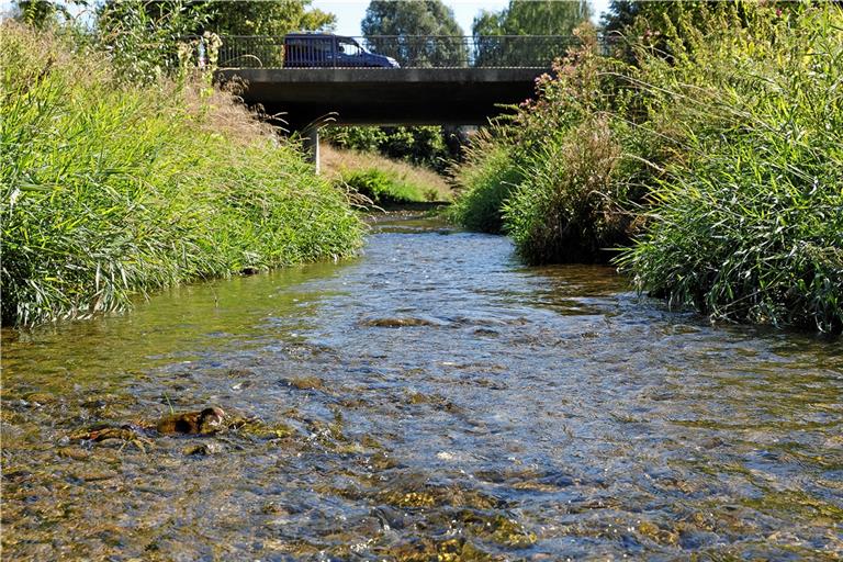 Zwischen 13 und 17 Zentimeter hat der Murrpegel am Feuerwehrhaus in Murrhardt gestern betragen – das bedeutet extremes Niedrigwasser. Für Wasserlebewesen wird es in diesem Zustand kritisch. Foto: Jörg Fiedler