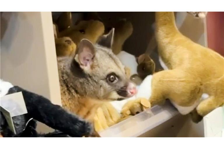 Zwischen kuscheligen Kängurus blickte plötzlich ein tierischer Gast einem Kunden entgegen.