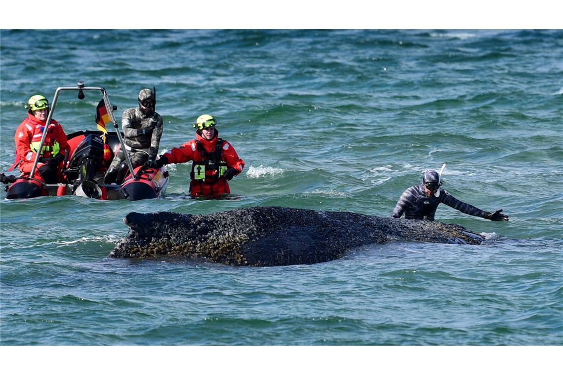 Zwischenzeitlich wurde der Bagger von dem Biologen Robert Marc Lehmann angeleitet.